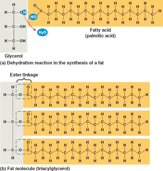 Fat html 04 06FatMolecule CL jpg