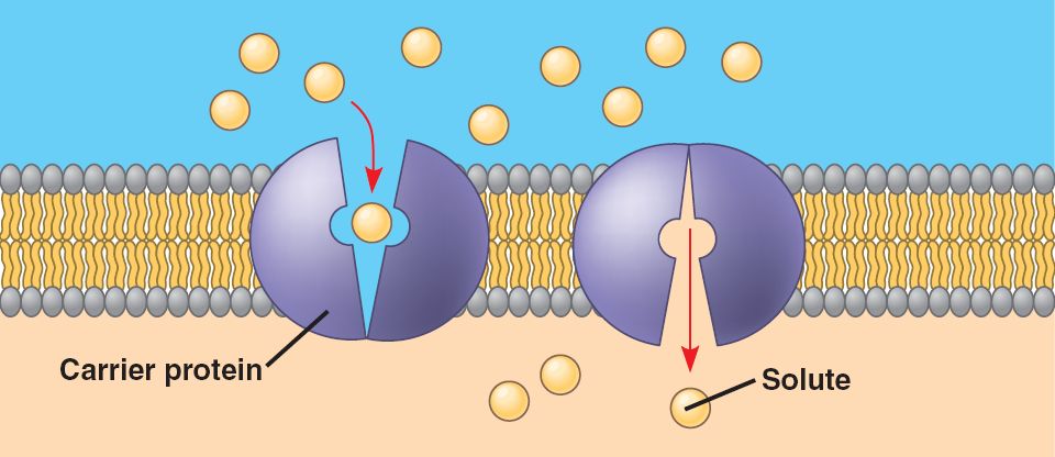 Passive Transport Using Carrier Proteins