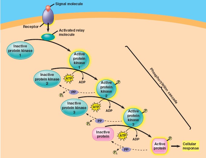 phosphorylation-cascade-html-11-08phosphorylatcascade-jpg