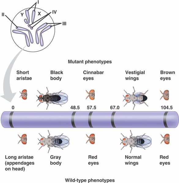 drosophila linkage map