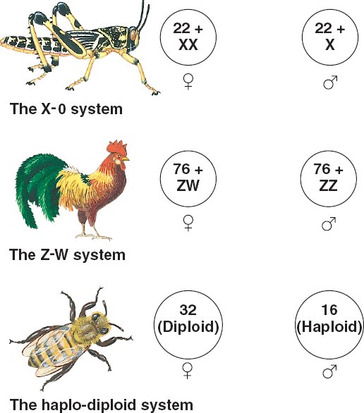 Reed Bio 342