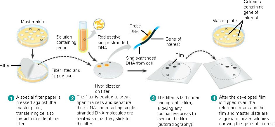 Nucleic Acid Hybridisation