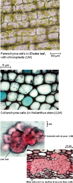 ground-tissue-html-35-10-ground-tissue-jpg