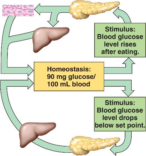 homeostasic-html-41-03bloodsugarbalance-jpg