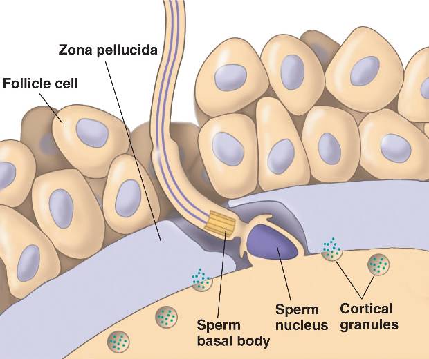 fertilization.html 47_06MammalEarlyFertEvent.jpg