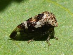 (Griseus Treehopper) lateral