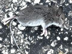 (White-footed Mouse) dead lateral