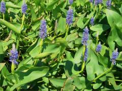 (Pickerelweed)