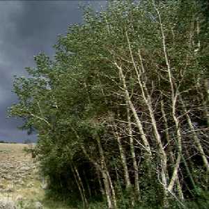 Aspen Aspen