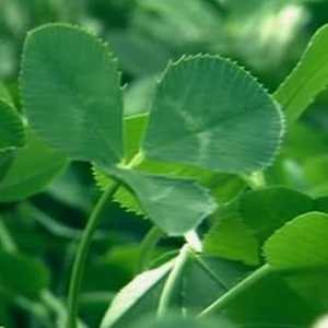 clover clover