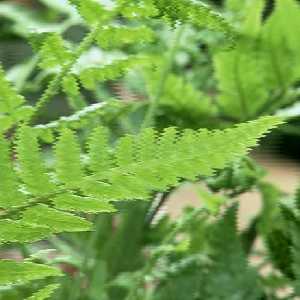 fern fern