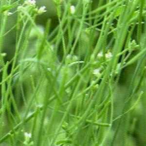 herbs herbs