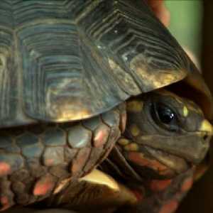 tortoise tortoise