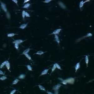 zooplankton zooplankton