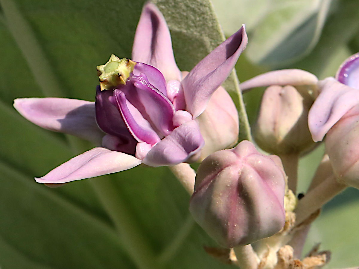 Calotropis Gigantea