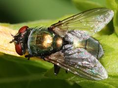(Common Greenbottle Fly) dorsal