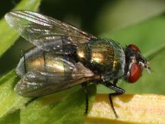 (Common Greenbottle Fly) lateral