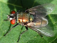 (Common Greenbottle Fly) profile