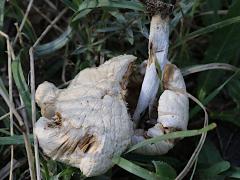 (Agaricales Mushroom) underside