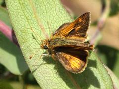 Peck's Skipper on Smooth Blue Aster